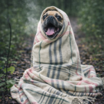Dog Panting Even When Cold: Causes, What It Means, and When to Worry