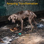 Little Tenacious – From the Depths of Despair to a Miraculous Rebirth for a Tiny Teddy Dog