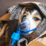 str-My Dog Wheezes After Exercise — Normal Heavy Breathing or a Health Issue?