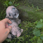 Against All Odds: The Miraculous Rescue of a Tiny, Shivering Puppy