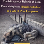str-The Miraculous Rebirth of Bella: From a Neglected “Breeding Machine” to a Life of Pure Happiness
