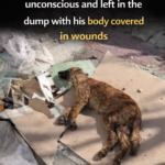 From a Dumpster to a Miraculous Rebirth: The Incredible Journey of a Brave Survivor