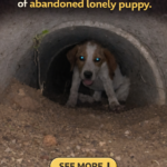 str- From Despair to Hope: The Heartwarming Rescue of a Lonely Abandoned Puppy