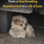 Latte’s 50-Day Journey: From a Heartbreaking Abandonment to a Life of Love