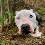 The Resilient Queen: How a Blind Senior Pittie Found Her Forever Castle