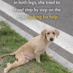 The Power of Motherly Love: A Paralyzed Mother Dog Overcomes Adversity to Protect Her Pups