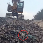 The Brave Survivor: The Heart-Stopping Rescue of Tia from the Junkyard