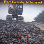 str-The Brave Survivor: The Heart-Stopping Rescue of Tia from the Junkyard