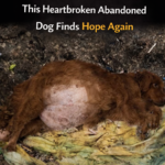 Jinni’s Miraculous Rebirth: From Chains to a Home Filled with Love