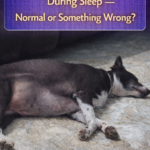 STR- My Dog Twitches a Lot During Sleep — Normal or Something Wrong?
