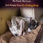 Losing Her Family and Forgotten: The Miraculous Rebirth of a Dog Who Went From 7kg to 20kg