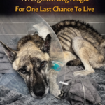 Ryder’s Miraculous Recovery: From Abandoned Dog to Extraordinary Will to Live