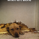 Dog Breaks Things When Left Alone: Causes, Solutions, and When to Get Help