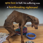 Spencer: The Resilient Warrior and the Miracle of Life