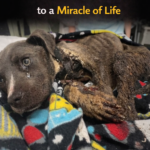 Payer: From an Abandoned Box to a Miracle of Life