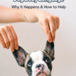STR- My Dog Doesn’t Understand Dog Body Language — Why It Happens & How to Help