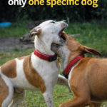Dog Fights With Only One Specific Dog: Why It Happens and What to Do