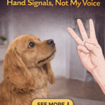 str-My Dog Waits for Hand Signals, Not My Voice