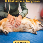 str-My Dog’s Tummy Pulses Fast — Is This Normal or Dangerous?