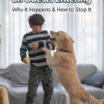 STR- My Dog Jumps on Guests Entering — Why It Happens & How to Stop It