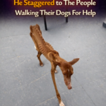 Staggering Toward Help with His Last Strength: The Miraculous Revival of Felix