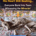 Noah: The Miracle of a 1% Chance