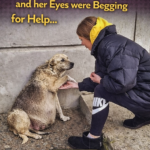 str-The Hand That Begged for Mercy: The Miraculous Transformation of a Street Dog