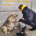 str-The Hand That Begged for Mercy: The Miraculous Transformation of a Street Dog