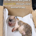 Fubao’s Miracle: The Tiny Puppy Who Refused to Give Up