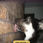 str-My Dog Licks Walls — Why Does This Happen?