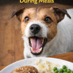 STR- My Dog Begs Aggressively During Meals