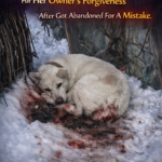 Curled Up in the Cold, a Loyal Dog Waited for Forgiveness After Being Abandoned for a Mistake