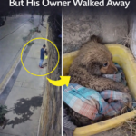 A Miracle Rebirth: The Journey of a Forsaken “Little Warrior”