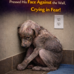 Exhausted and Terrified, He Pressed His Face Against the Wall, Crying in Despair – Thomas’s Journey to Rediscovering Trust