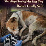 Driven Away After Giving Birth: A Mother’s Journey from Abandonment to the Joy of Survival