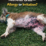 ST- My Dog’s Belly Turns Red After Grass — Allergy or Irritation?