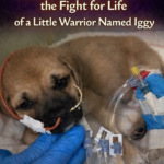 The “20-Dollar Item” and the Fight for Life of a Little Warrior Named Iggy