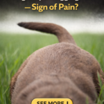STR- Dog Stops Wagging Tail — Is This a Sign of Pain?
