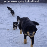 From -16°C Frost to a Warm Home: The Miraculous Survival of a Stray Dog Family