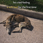 Stick: After a Lifetime on Cold Concrete, the Dog Cried Feeling a Soft Bed for the First Time