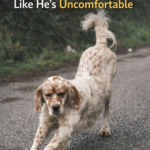My Dog Keeps Stretching Like He’s Uncomfortable: What It Means and When to Worry