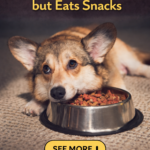 str- My Dog Refuses Kibble but Eats Snacks — What’s Really Going On?
