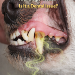 STR- Weird Smell Coming From Your Dog’s Mouth — Is It a Dental Issue?