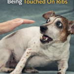 My Dog Avoids Being Touched on the Ribs: What It Could Mean and What to Do