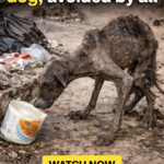 The Miracle of Panpan: From an Emaciated Stray to a Beloved Family Guardian