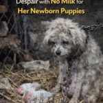 STR- Sacred Motherhood: Chained Mother Dog Cries in Despair with No Milk for Her Newborn Puppies