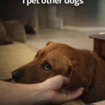 Dog Gets Jealous When I Pet Other Dogs