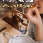 STR- Dog Begs Even After Finishing His Meal — Why Is He Still Hungry?