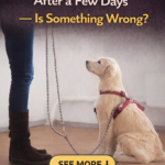 str-My Dog Forgets Commands After a Few Days — Is Something Wrong?