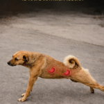 STR- Dog Stretching Repeatedly — Is It a Stomach Issue?